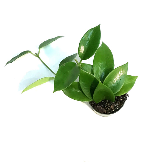 Hoya, 4in Benitotanii