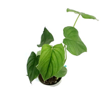 Load image into Gallery viewer, Philodendron, 4in, Peltatum