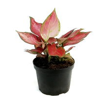 Load image into Gallery viewer, Aglaonema, 6in, Rich Red