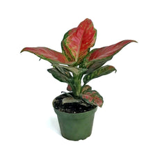 Load image into Gallery viewer, Aglaonema, 4in, Black Maroon