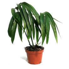 Load image into Gallery viewer, Amydrium, 4in Zipplianum