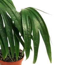 Load image into Gallery viewer, Amydrium, 4in Zipplianum