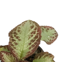 Load image into Gallery viewer, Episcia, 4in, Cupreata Platinum