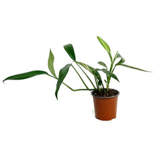 Load image into Gallery viewer, Epipremnum Pinnatum, 4in, Ampliss Var