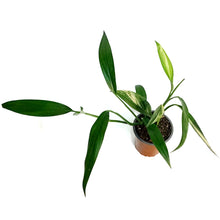 Load image into Gallery viewer, Epipremnum Pinnatum, 4in, Ampliss Var