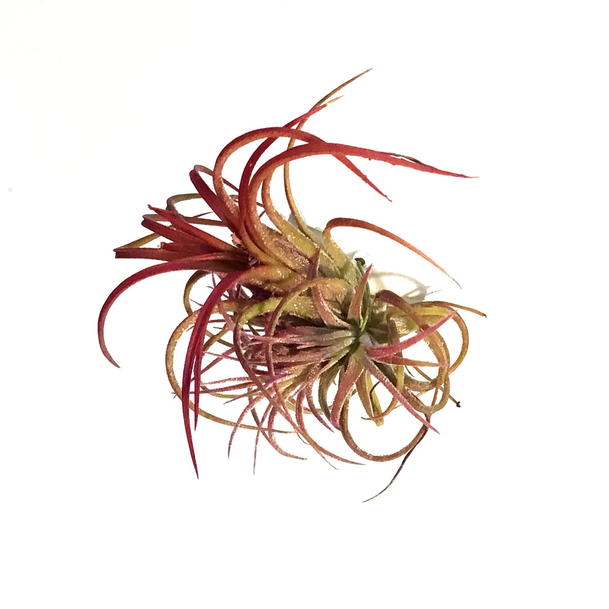 airplantje tillandsia ionantha muur - Wish & Will airplantje tillandsia ionantha muur - Wish & Will