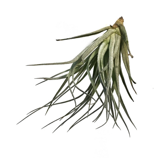 Tillandsia Houston, 5-6"