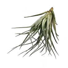 Load image into Gallery viewer, Tillandsia Houston, 5-6"