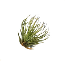Load image into Gallery viewer, Tillandsia Andreana, small