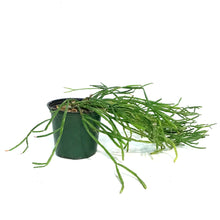 Load image into Gallery viewer, Rhipsalis, 4in, Trigona