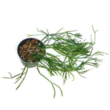 Load image into Gallery viewer, Rhipsalis, 4in, Trigona
