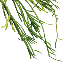 Load image into Gallery viewer, Rhipsalis, 4in, Trigona