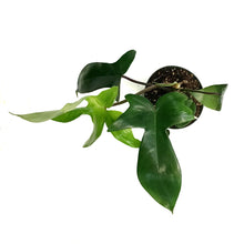 Load image into Gallery viewer, Philodendron, 4in, Florida Beauty