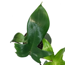 Load image into Gallery viewer, Philodendron, 4in, Florida Beauty