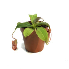 Load image into Gallery viewer, Nepenthes, 4in, Lady Luck