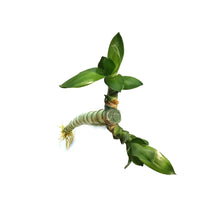Load image into Gallery viewer, Lucky Bamboo, 60cm, Straight