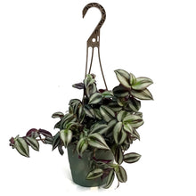 Load image into Gallery viewer, Tradescantia, 6.5in Hanging Basket, Red Silver