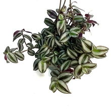 Load image into Gallery viewer, Tradescantia, 6.5in Hanging Basket, Red Silver
