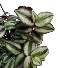 Load image into Gallery viewer, Tradescantia, 6.5in Hanging Basket, Red Silver