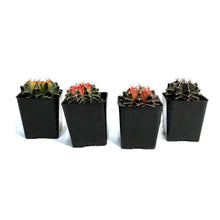 Load image into Gallery viewer, Cactus, 2in, Gymnocalycium Variegated