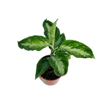 Load image into Gallery viewer, Aglaonema, 3in, Pictum Tricolor Peacock