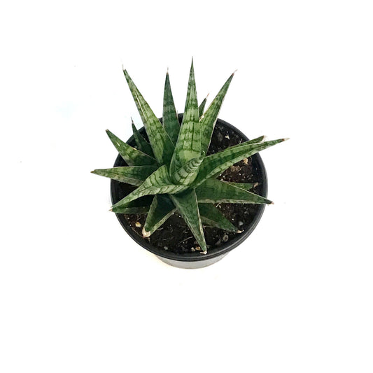 Sansevieria, 4in, Celery