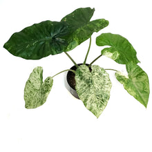 Load image into Gallery viewer, Alocasia, 6in, Blizzard