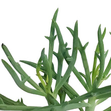 Load image into Gallery viewer, Senecio, 3.5in, Elkhorn