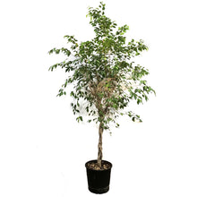 Load image into Gallery viewer, Ficus, 12in, Benjamina Standard