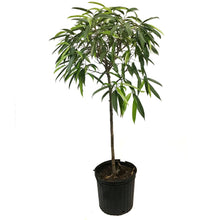 Load image into Gallery viewer, Ficus, 10in, Alii Standard