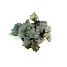 Load image into Gallery viewer, Begonia, 4in, Spirit Of Laccadive