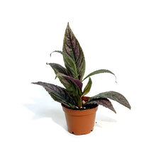 Load image into Gallery viewer, Strobilanthes, 2in, Purple Shield