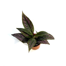 Load image into Gallery viewer, Strobilanthes, 2in, Purple Shield