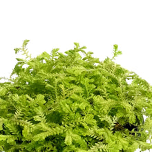 Load image into Gallery viewer, Club Moss, 4in, Golden