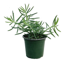 Load image into Gallery viewer, Curio, 4in, Kilimanjaro