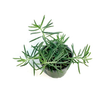 Load image into Gallery viewer, Curio, 4in, Kilimanjaro