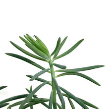 Load image into Gallery viewer, Curio, 4in, Kilimanjaro