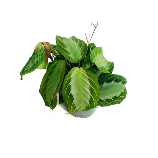 Maranta, 4in, Silver Band