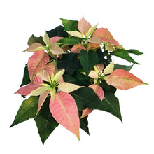 Load image into Gallery viewer, Poinsettia, 6in, Giulia