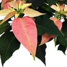 Load image into Gallery viewer, Poinsettia, 6in, Giulia