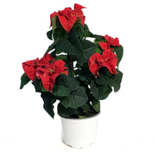 Load image into Gallery viewer, Poinsettia, 6in, Roccostar Red