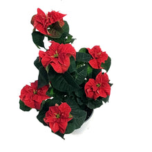 Load image into Gallery viewer, Poinsettia, 6in, Roccostar Red