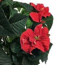 Load image into Gallery viewer, Poinsettia, 6in, Roccostar Red