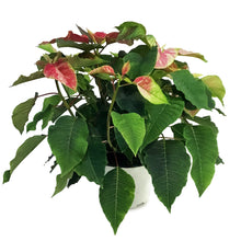 Load image into Gallery viewer, Poinsettia, 6in, Poker Red & Pink