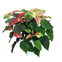 Load image into Gallery viewer, Poinsettia, 6in, Poker Red & Pink