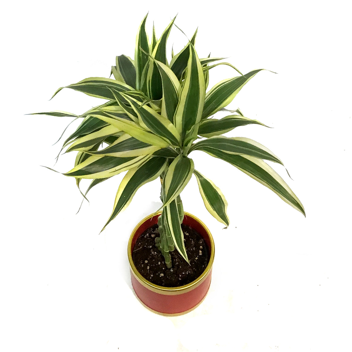 Lucky Bamboo, 4in, Braided in Red & Gold Pot