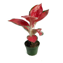 Load image into Gallery viewer, Aglaonema, 4in, Star King