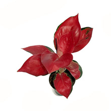 Load image into Gallery viewer, Aglaonema, 4in, Star King