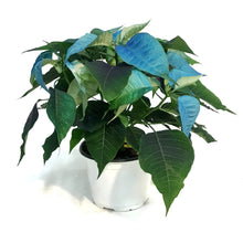 Load image into Gallery viewer, Poinsettia, 6in, Blue