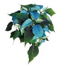 Load image into Gallery viewer, Poinsettia, 6in, Blue